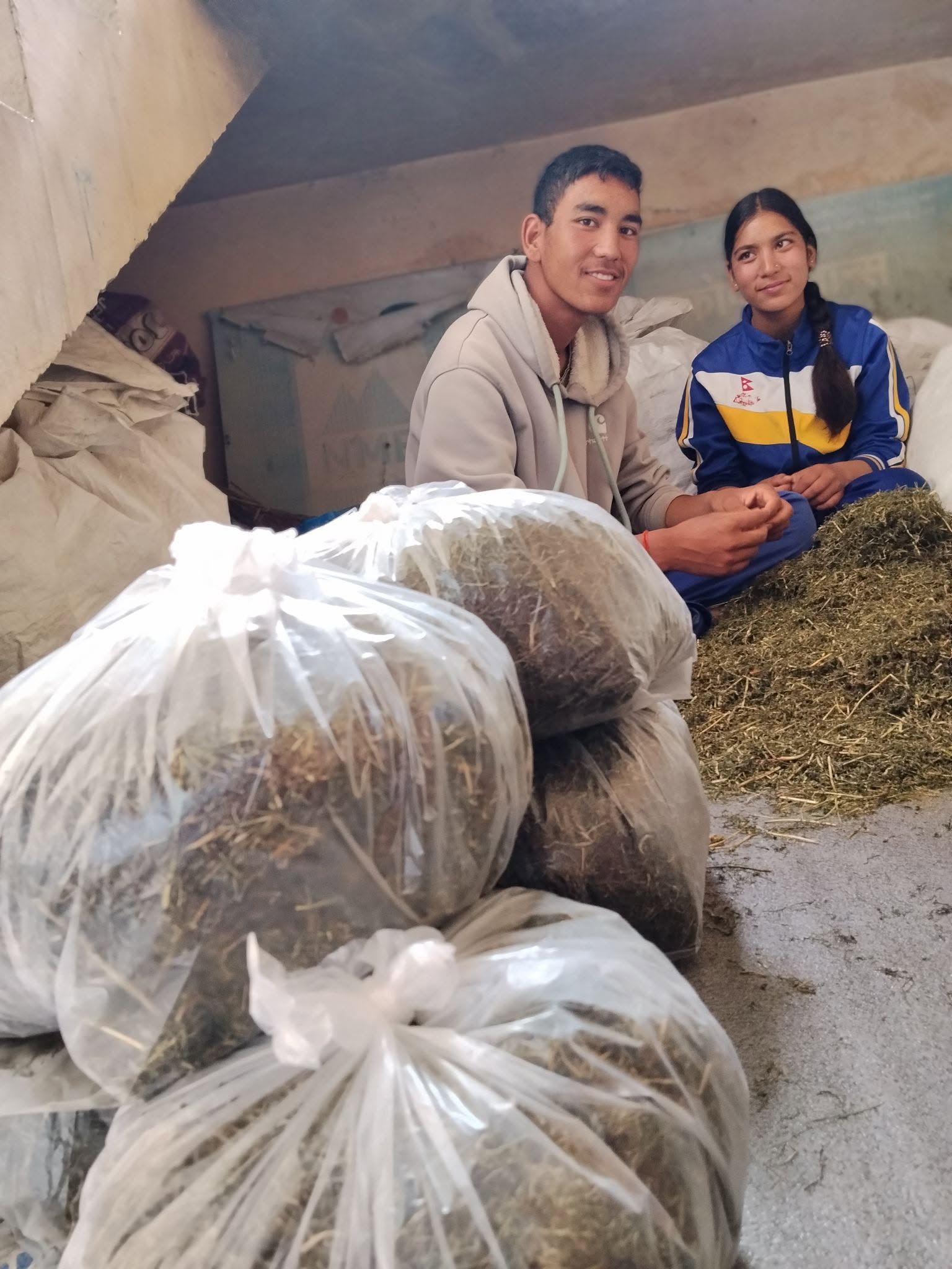 जिम्बुको प्रयोग र स्थानीय अर्थतन्त्रमा यसको योगदान