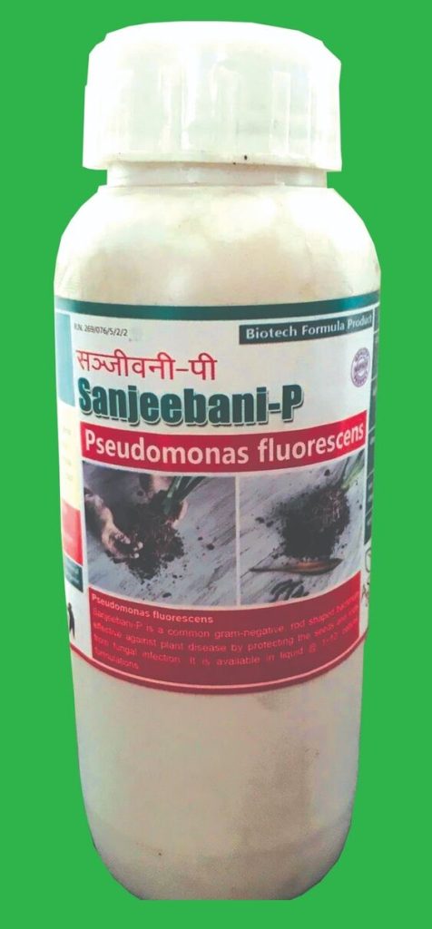Pseudomonas fluorescens-स्युडोमोनास फ्लोरेसेन्स